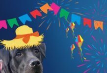 Fogos no São João, não!