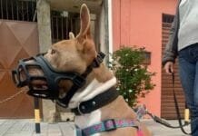 Ataques de Pitbull, de quem é a culpa?